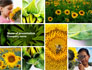 Sunflower Collage slide 1