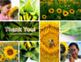 Sunflower Collage slide 20