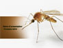 Mosquito slide 1