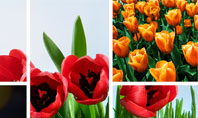 Tulips Presentation Template