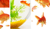 Various Goldfishes Presentation Template