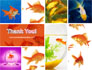 Various Goldfishes slide 20