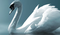 White Swan Presentation Template