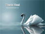 White Swan slide 20