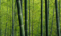 Bamboo Presentation Template