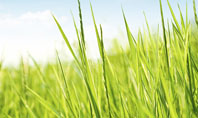 Green Grass Under Blue Sky Presentation Template