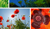 Poppy Presentation Template