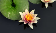 Water Lily Presentation Template