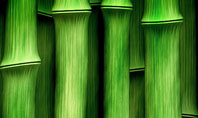 Green Bamboo Presentation Template