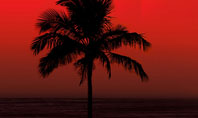 Tropical Sunset Presentation Template