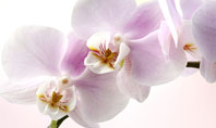Orchid Presentation Template