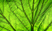 Leaf Close Up Texture Presentation Template