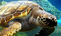 Sea Turtle Presentation Template