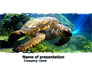 Sea Turtle slide 1
