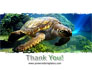 Sea Turtle slide 20