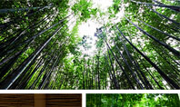 Bamboo Trees Presentation Template