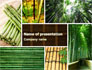 Bamboo Trees slide 1
