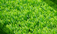 Green Grass Presentation Template