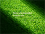 Green Grass slide 1