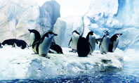 Penguins On The Iceberg Presentation Template