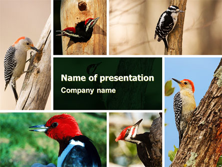 Woodpecker Presentation Template, Master Slide