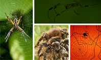 Spider Collage Free Presentation Template