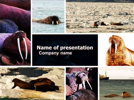 Walrus Free Presentation Template, Master Slide