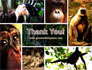Primates slide 20
