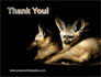 Bat-eared Fox Free slide 20