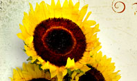 Blooming Sunflowers Presentation Template