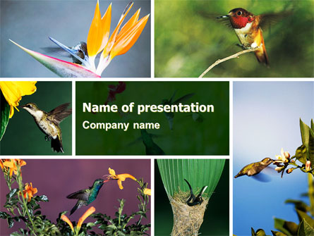 Hummingbird Presentation Template, Master Slide
