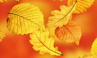 Autumn Colors Presentation Template