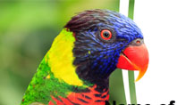 Australian Parrot Presentation Template