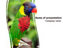 Australian Parrot slide 1