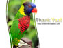 Australian Parrot slide 20