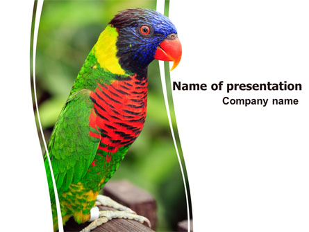Australian Parrot Presentation Template, Master Slide