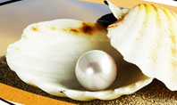 Pearl Shell Presentation Template