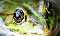 Marsh Frog Presentation Template