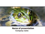 Marsh Frog slide 1
