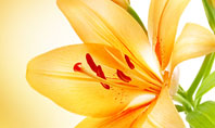 Yellow Lily Presentation Template