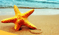 Starfish On The Beach Presentation Template