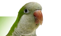 Quaker Parrot Presentation Template