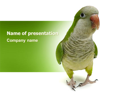 Quaker Parrot Presentation Template, Master Slide