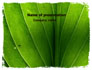 Streaks Of Green Leaf slide 1