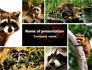 Raccoon Free slide 1