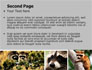 Raccoon Free slide 2