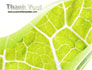 Leaf Texture slide 20
