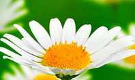 Daisy Meadow Free Presentation Template