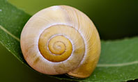 Snail Shell Presentation Template