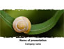 Snail Shell slide 1